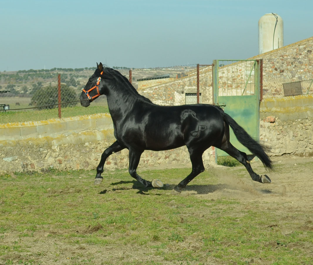 Listado de Caballos en Venta